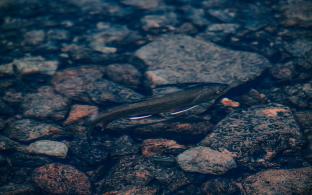 A dark trout holding still in clear shallow water over a bed of grey and rust-coloured stones, almost lost against them until you look twice