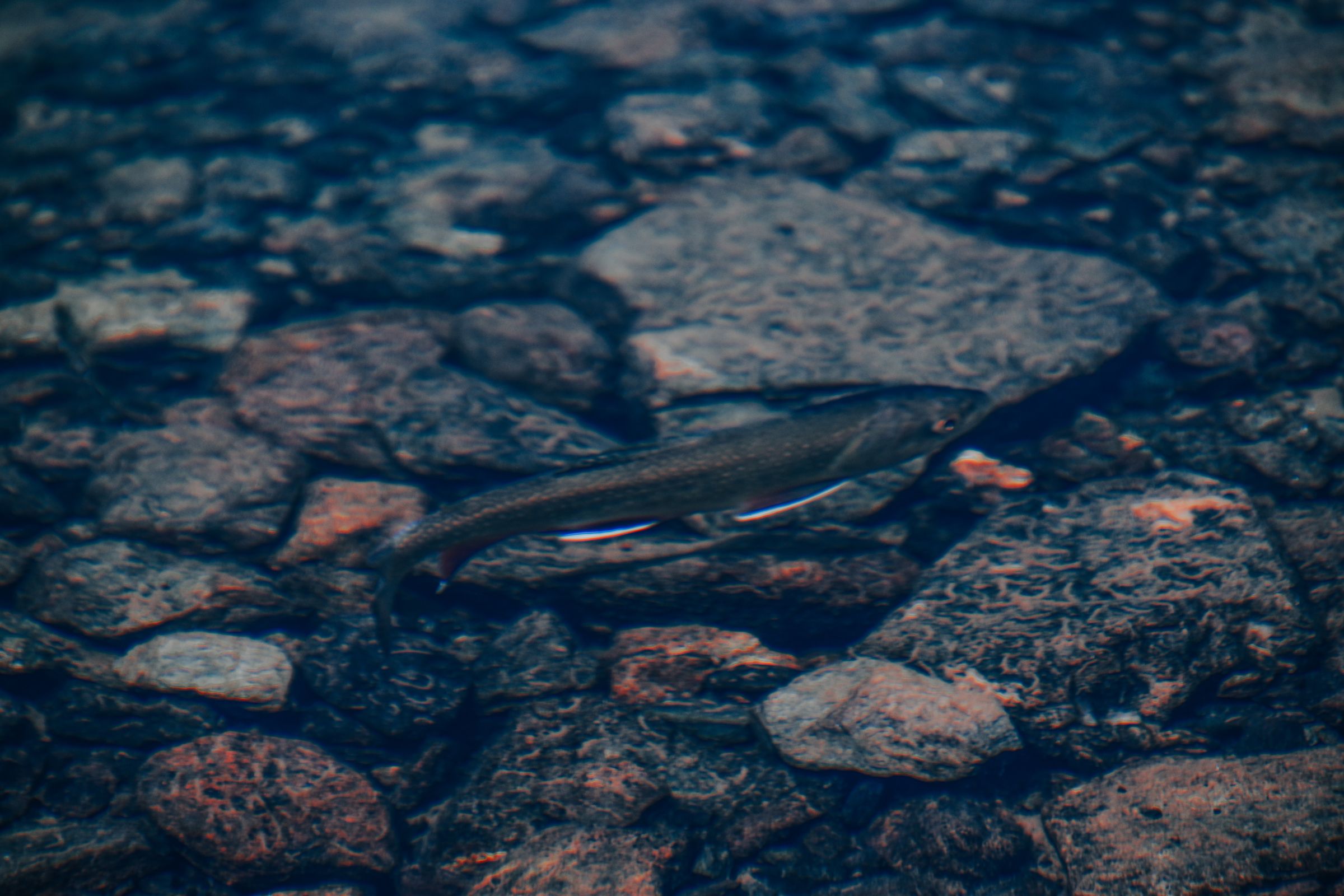A dark trout holding still in clear shallow water over a bed of grey and rust-coloured stones, almost lost against them until you look twice