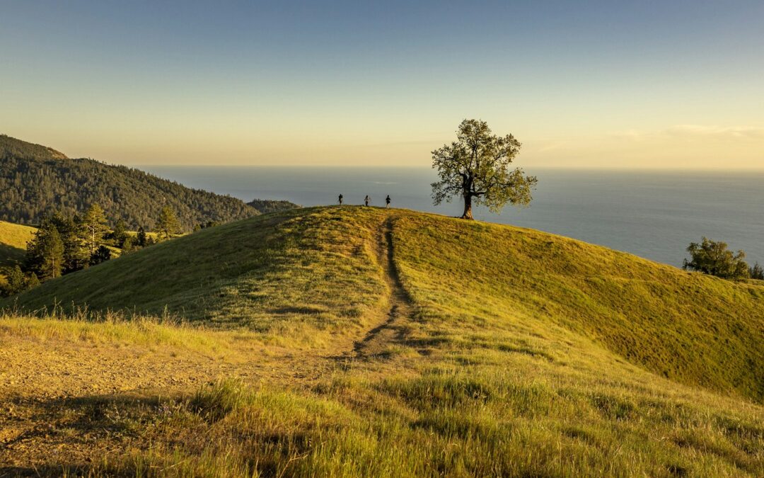 A path up a grassy hillside to a lone tree above the water