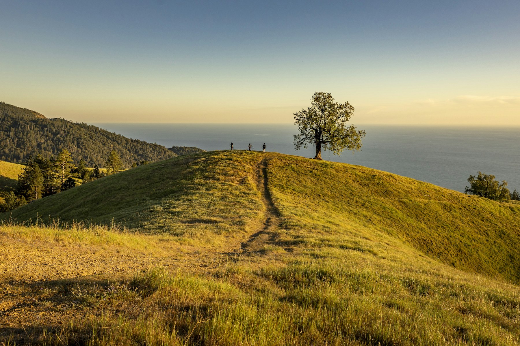 A path up a grassy hillside to a lone tree above the water